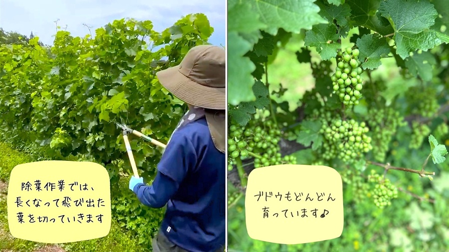 ブドウ農園_除葉作業